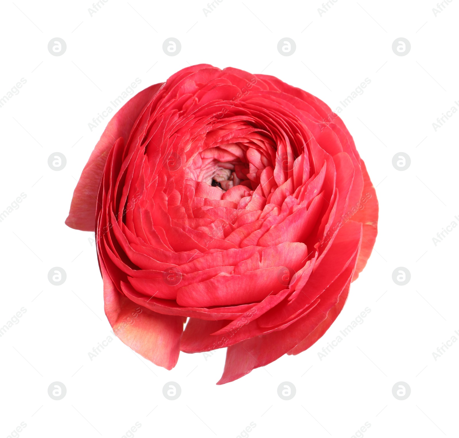 Photo of Beautiful fresh ranunculus flower isolated on white