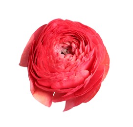 Photo of Beautiful fresh ranunculus flower isolated on white