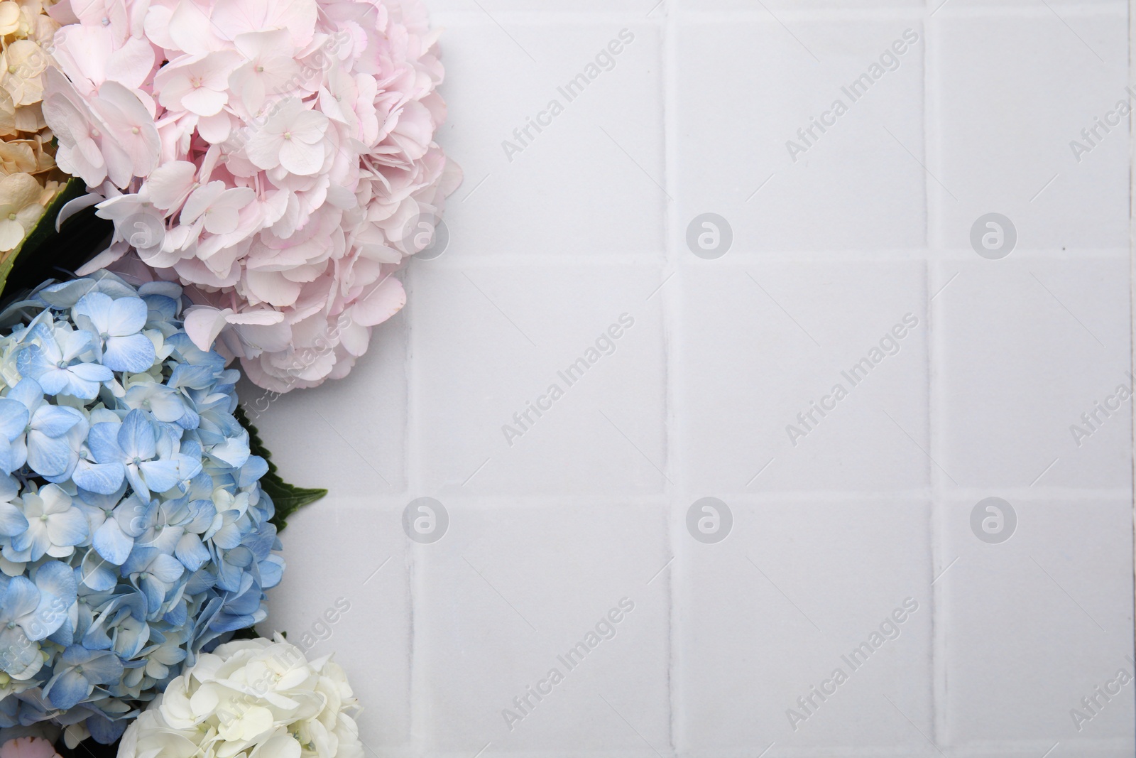 Photo of Beautiful hydrangea flowers on white tiled background, top view. Space for text