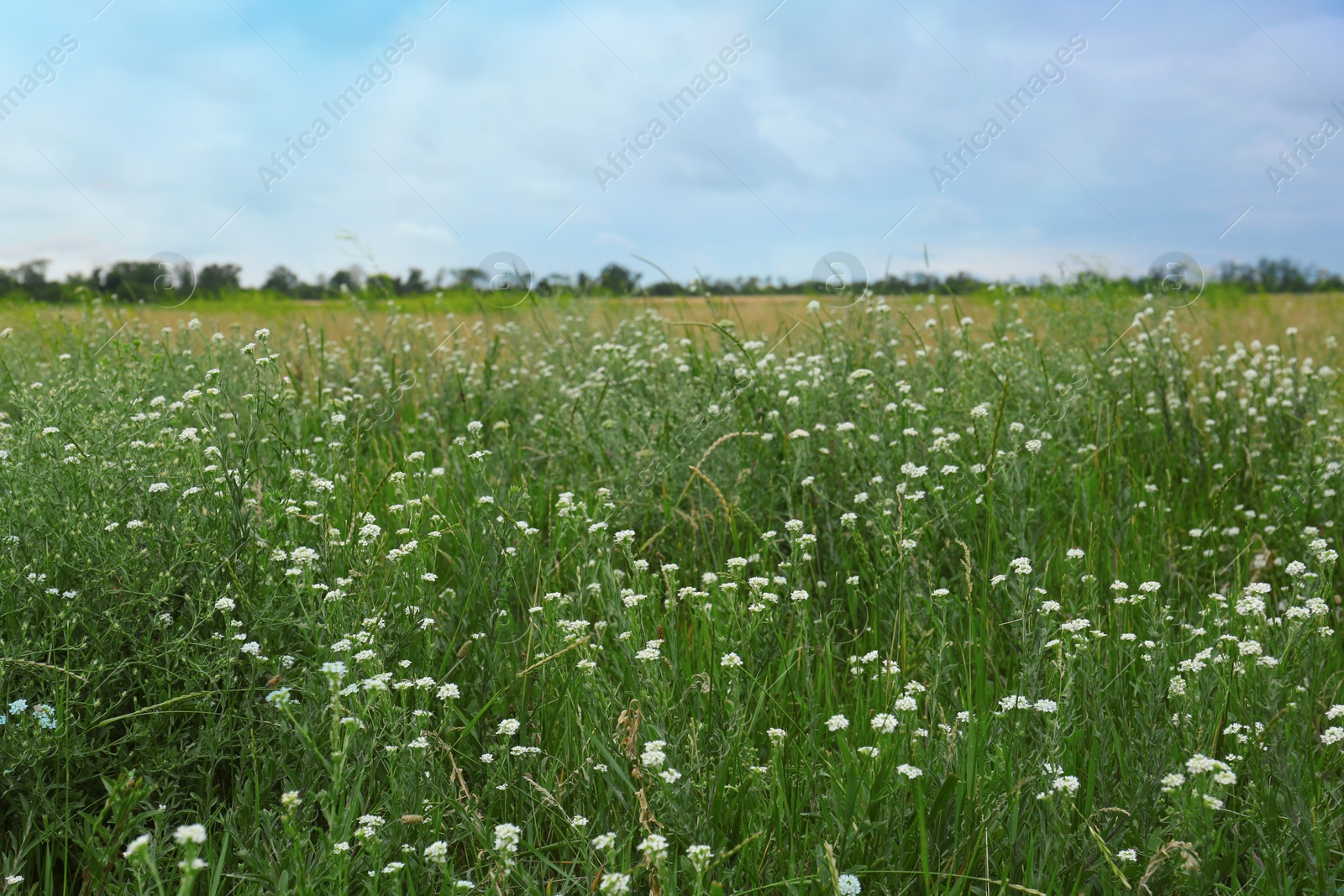 Photo of Many beautiful white wildflowers growing in field