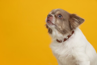 Photo of Adorable Chihuahua in dog collar on yellow background. Space for text