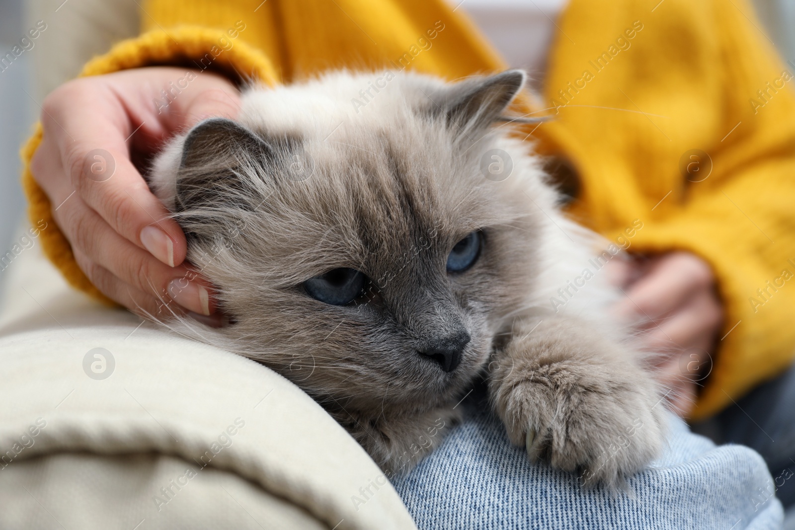 Photo of Woman petting beautiful birman cat on sofa at home, closeup