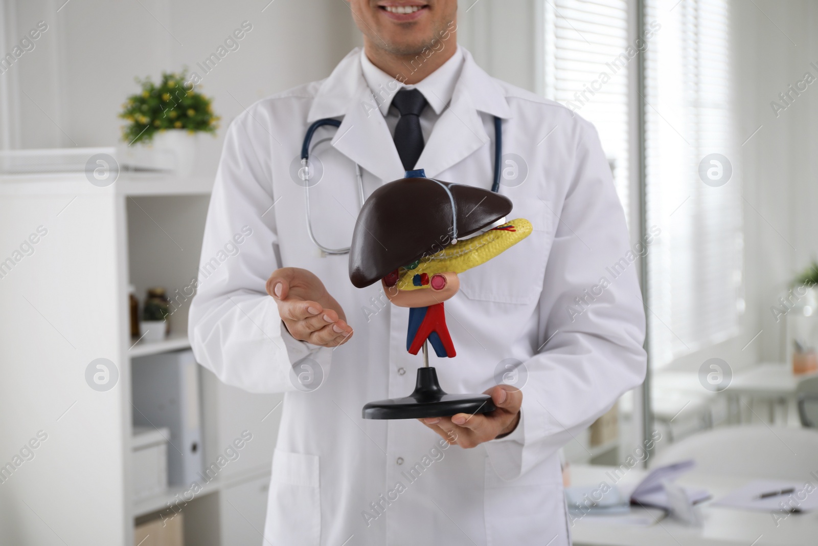 Photo of Doctor demonstrating model of liver in clinic, closeup