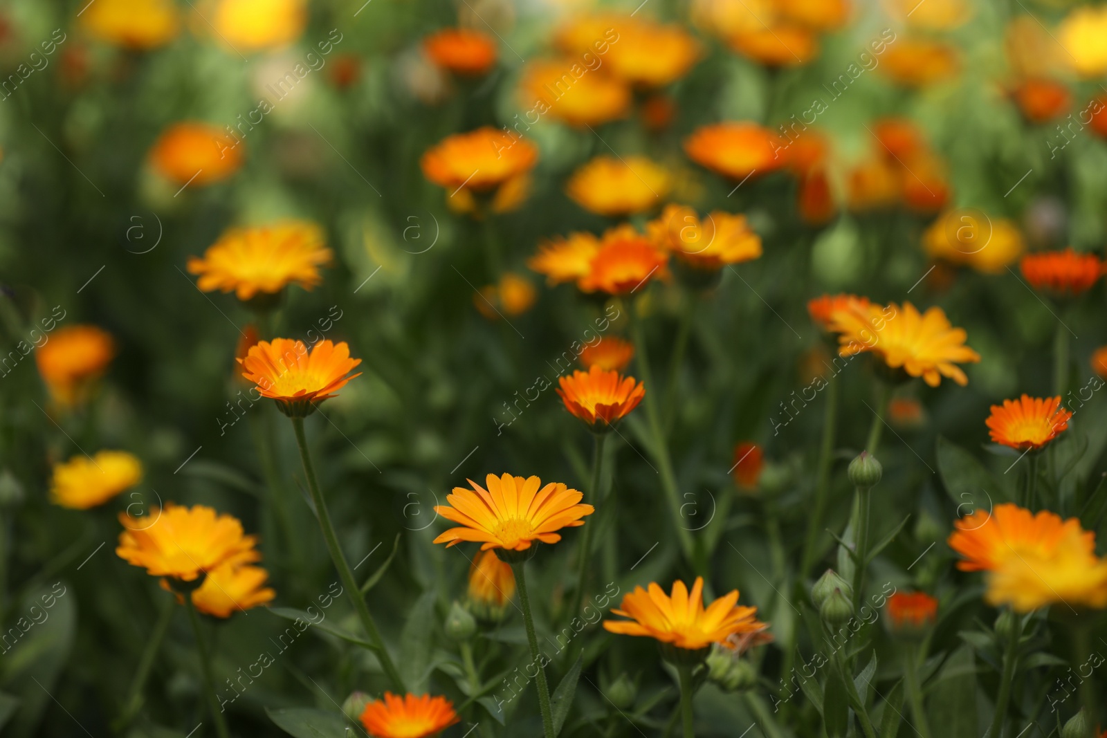 Photo of Many beautiful blooming calendula flowers in field