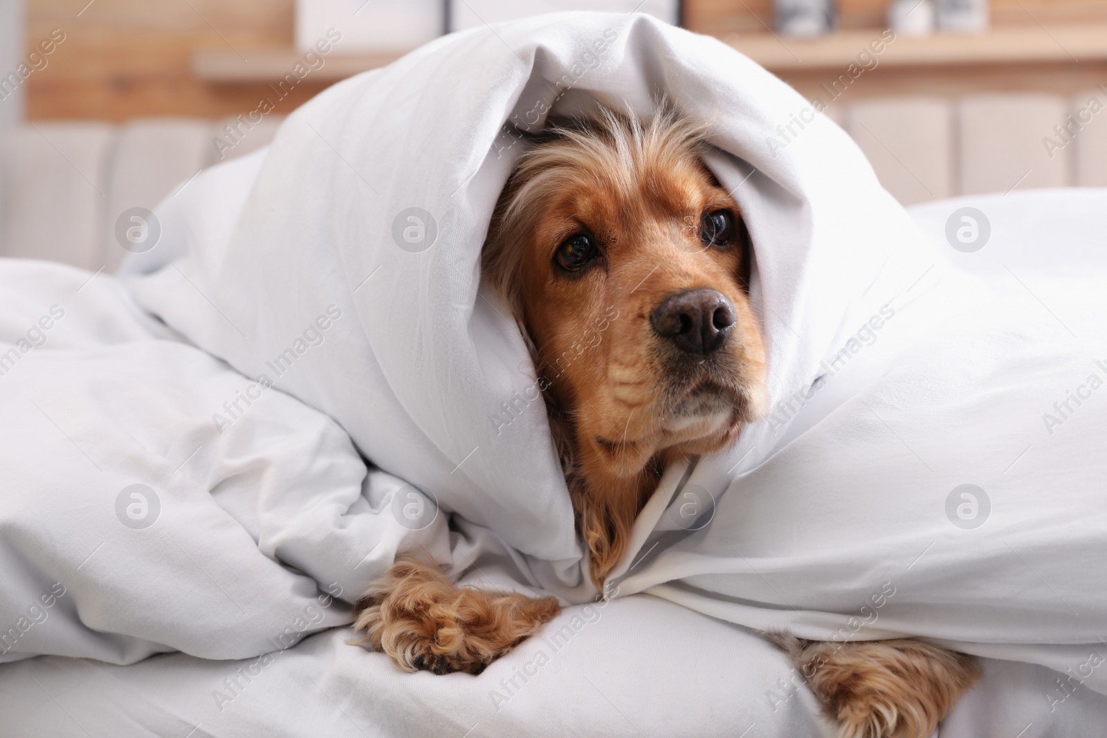 Photo of Cute English cocker spaniel covered with soft blanket on bed