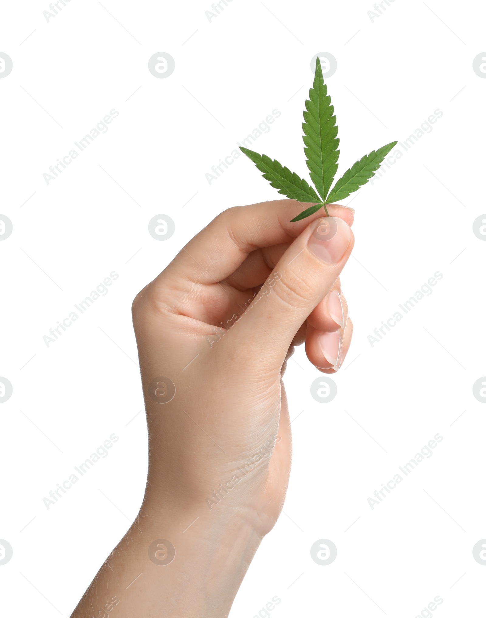 Photo of Woman holding hemp leaf on white background, closeup