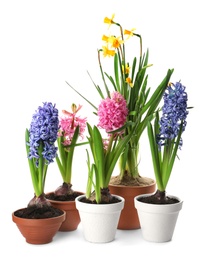 Different beautiful potted flowers on white background