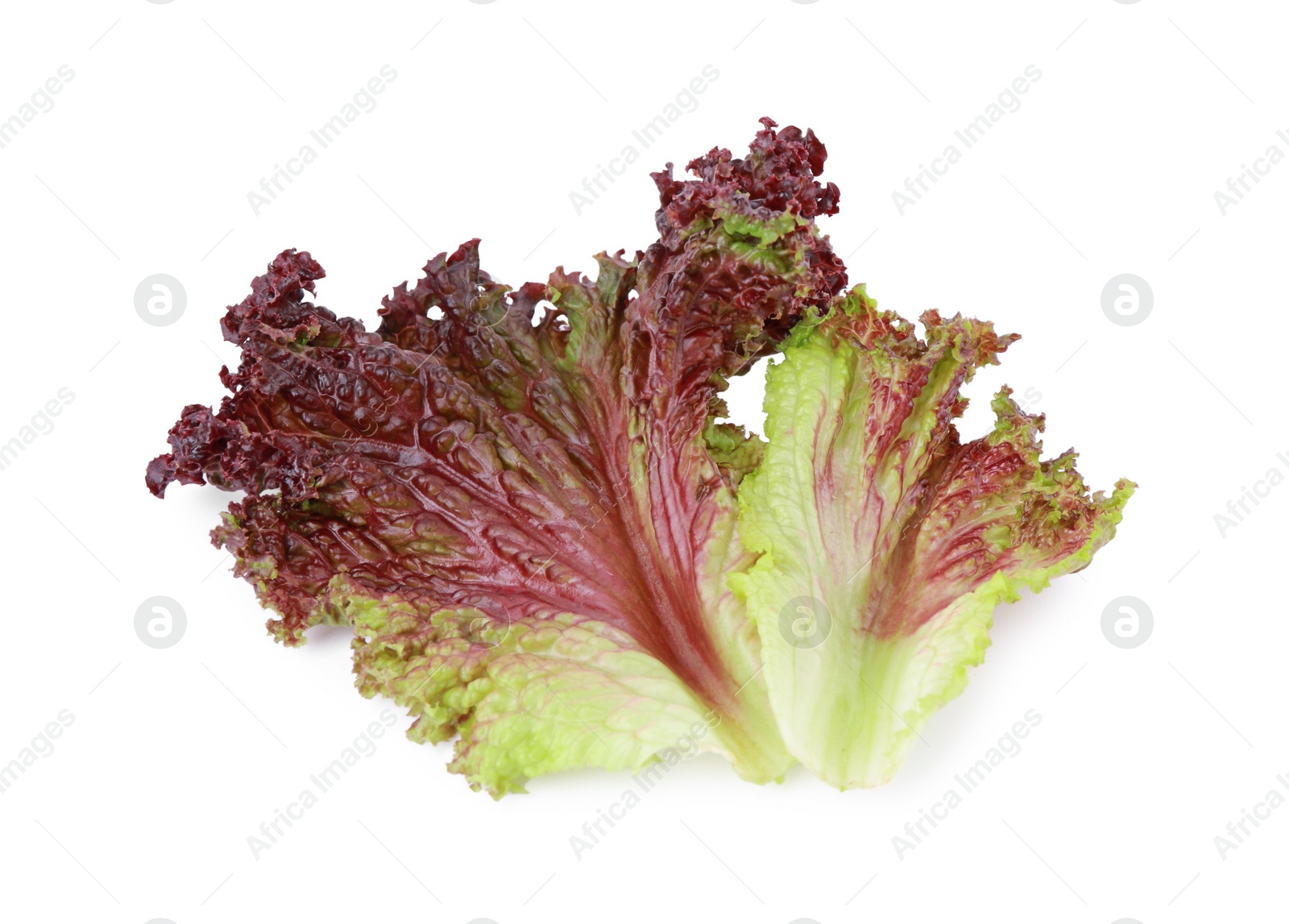 Photo of Leaves of fresh red coral lettuce isolated on white