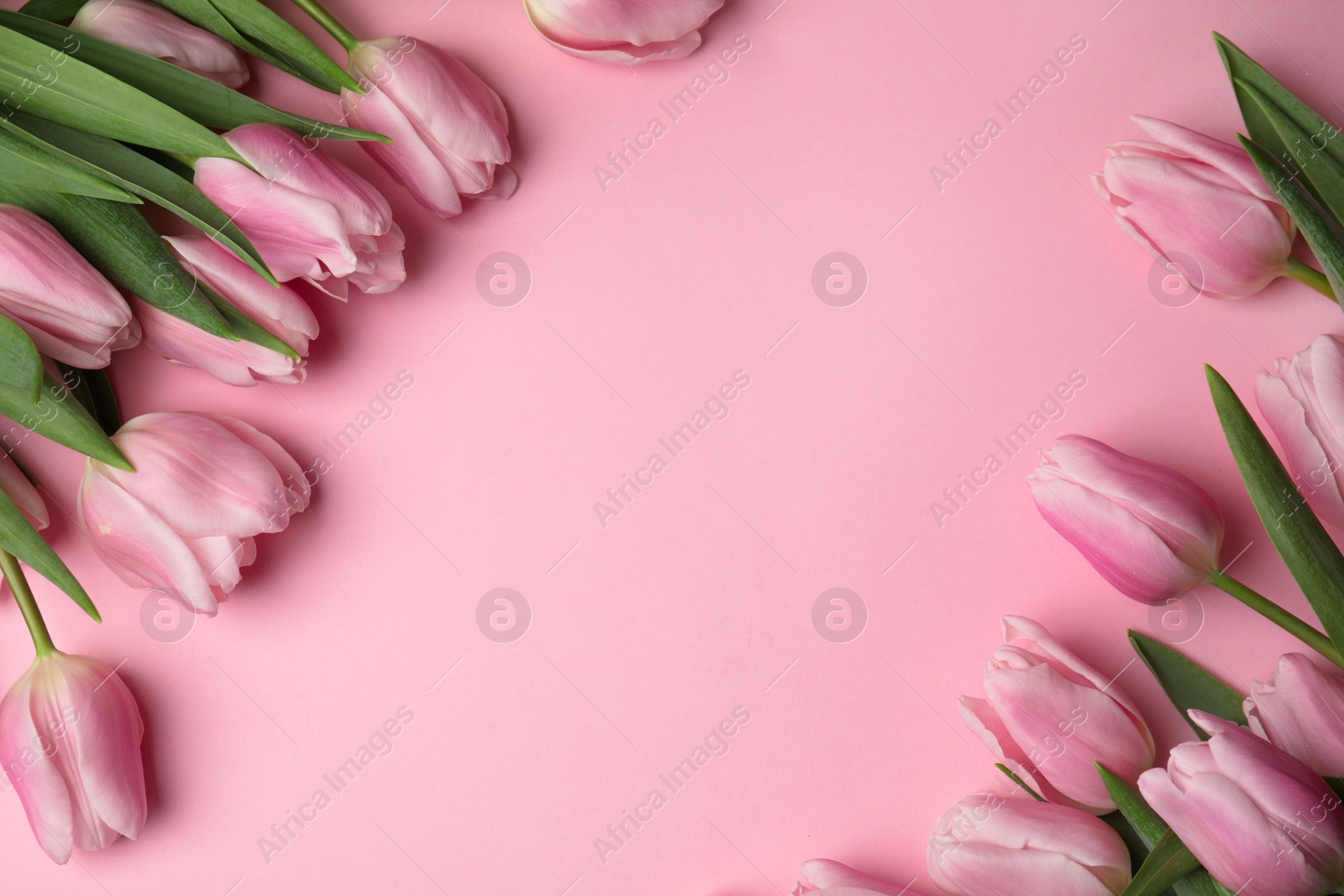 Photo of Beautiful spring tulips on light pink background, flat lay. Space for text