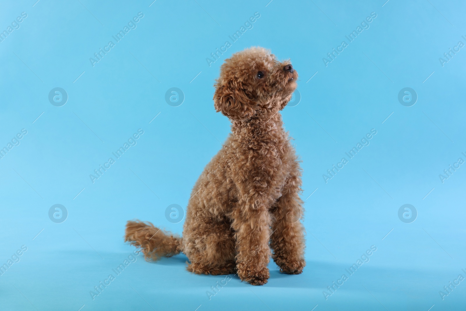 Photo of Cute Maltipoo dog on light blue background. Lovely pet