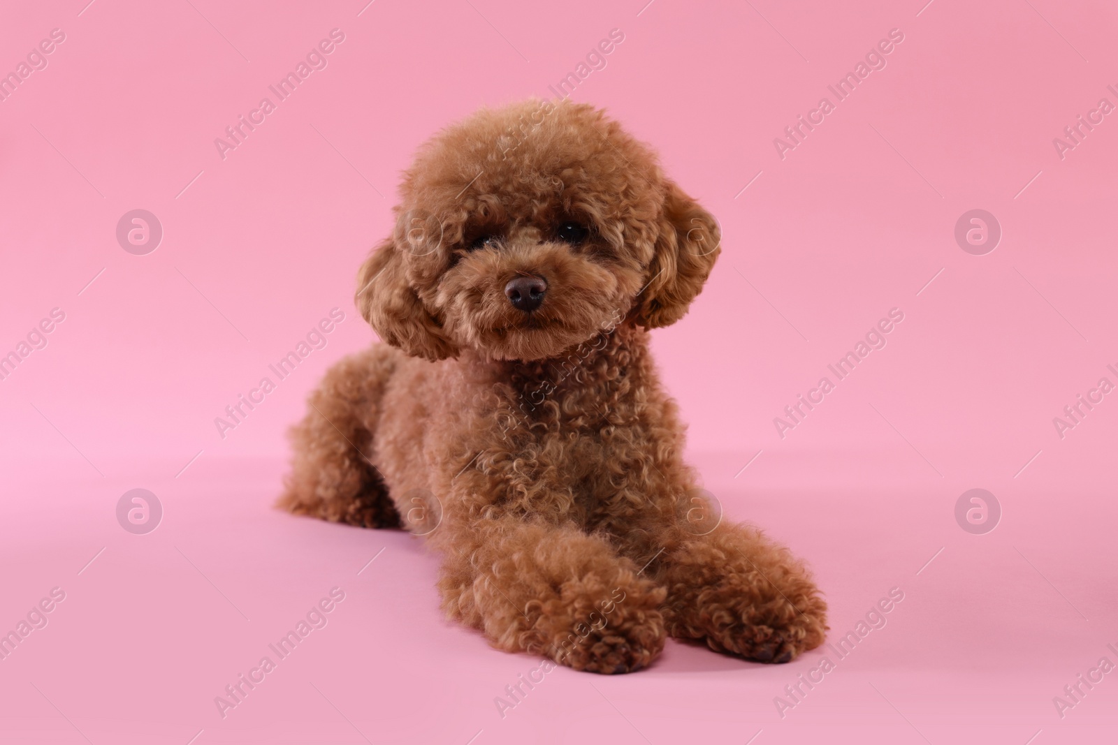 Photo of Cute Maltipoo dog on pink background. Lovely pet