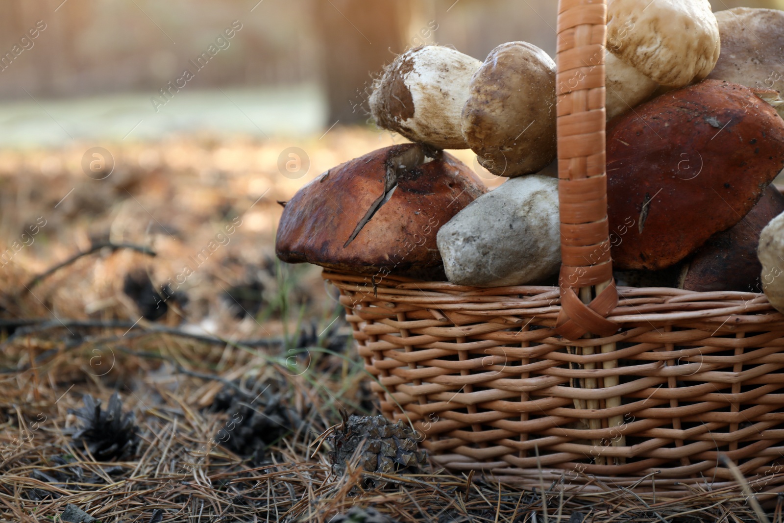 Photo of Wicker basket with fresh wild mushrooms in forest, closeup