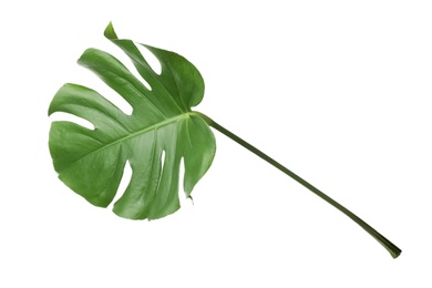 Leaf of tropical monstera plant isolated on white