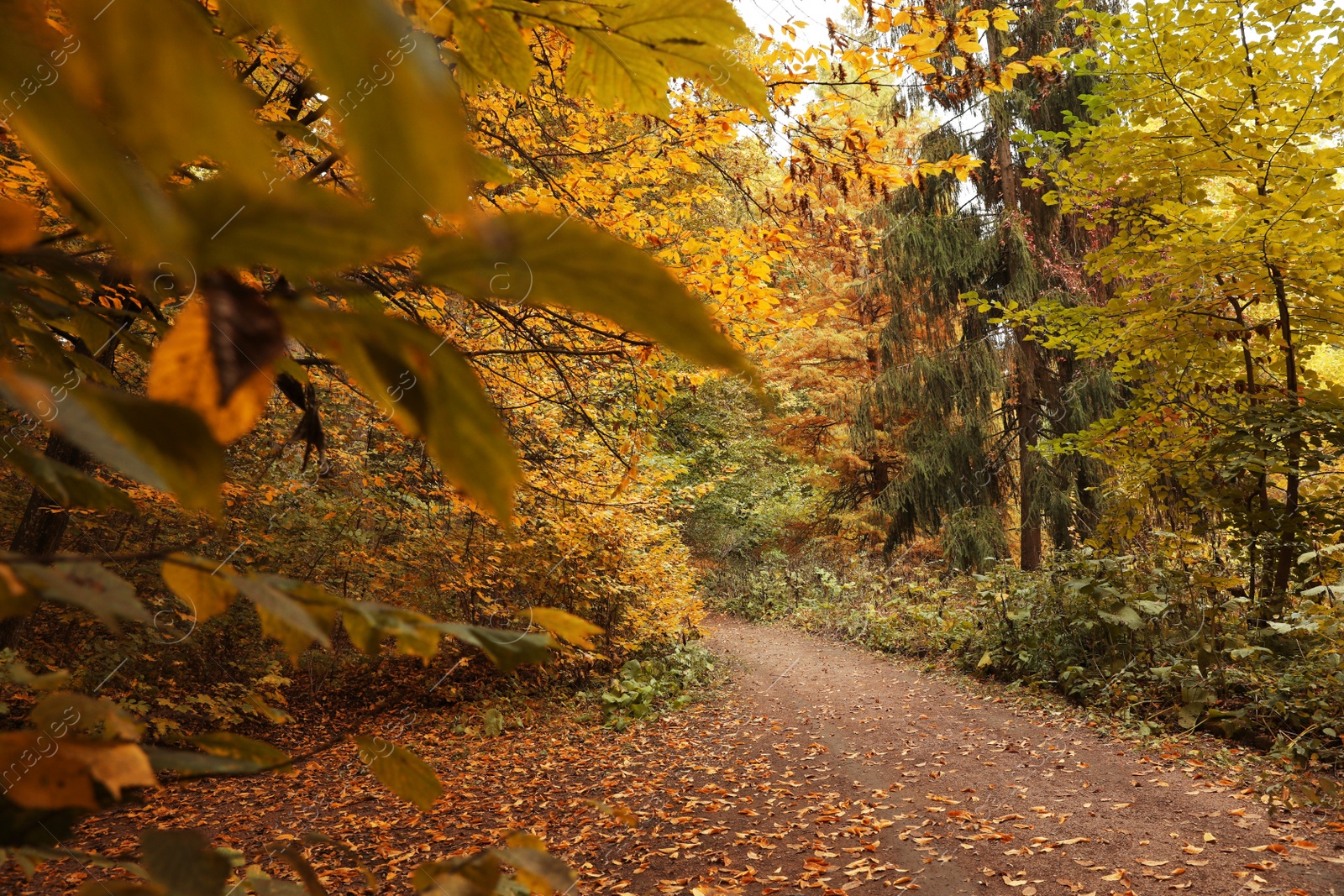 Photo of Beautiful view of pathway in forest on autumn day