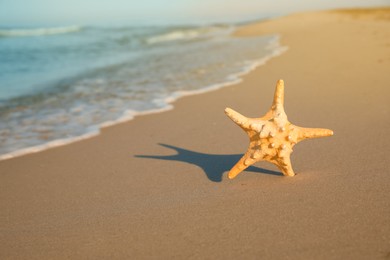 Photo of Beautiful sea star in sand on beach, space for text