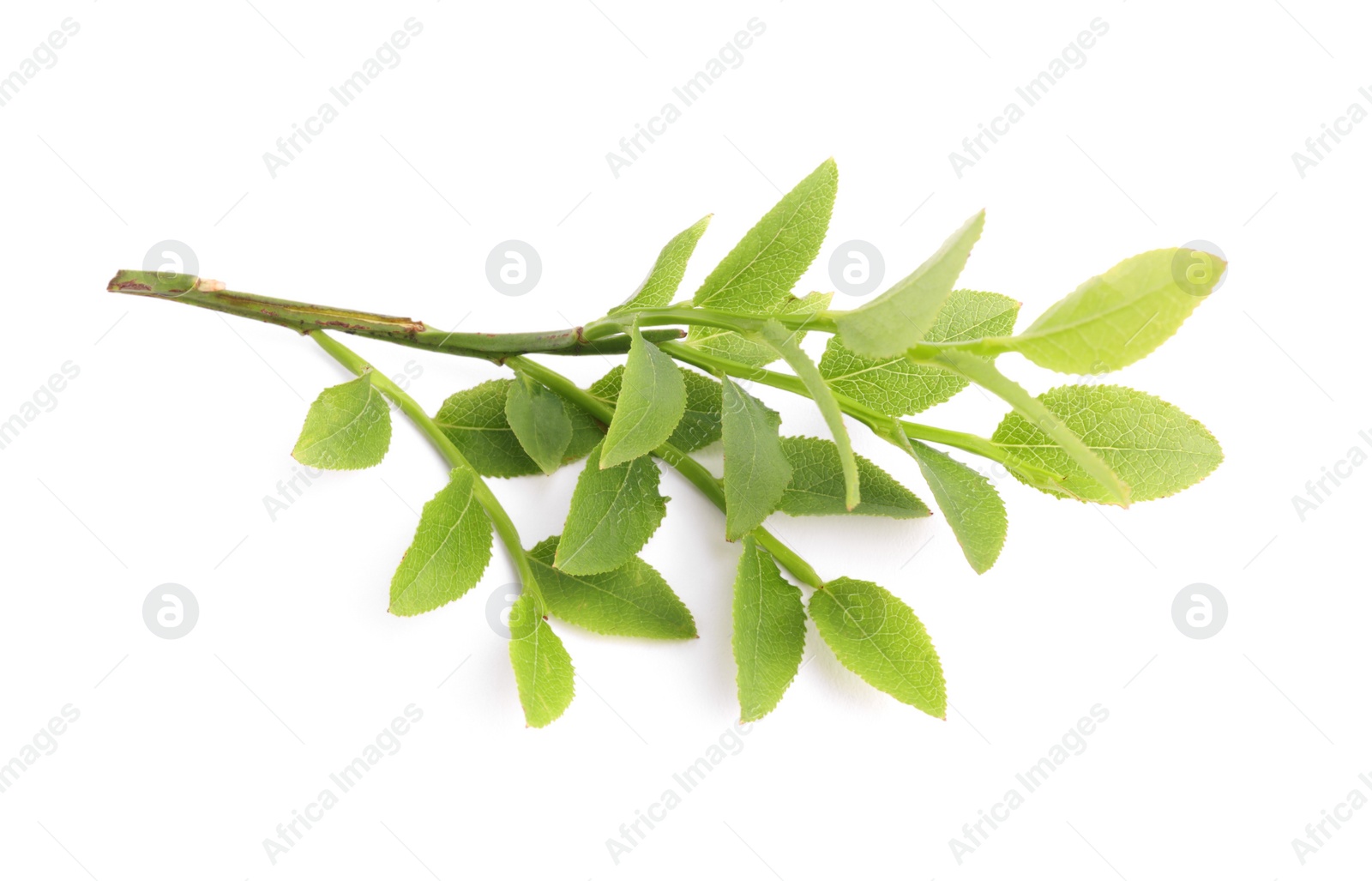 Photo of Bilberry branch with fresh green leaves isolated on white
