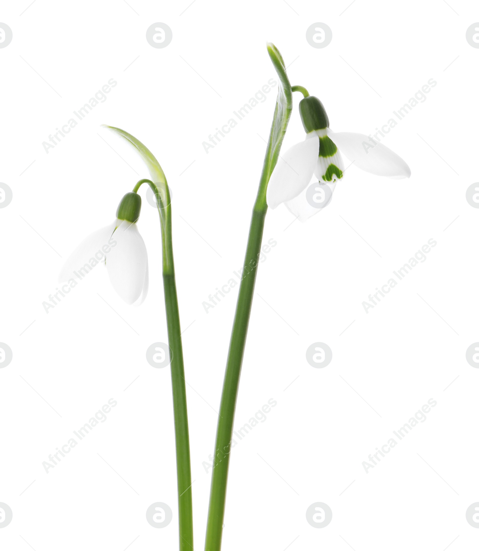 Photo of Beautiful snowdrops on white background. Spring flowers