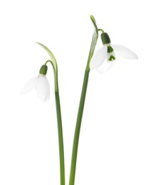 Photo of Beautiful snowdrops on white background. Spring flowers