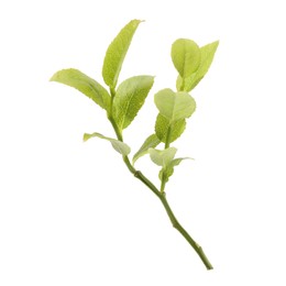 Photo of Bilberry branch with fresh green leaves isolated on white