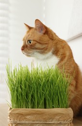 Photo of Cute ginger cat near potted green grass indoors