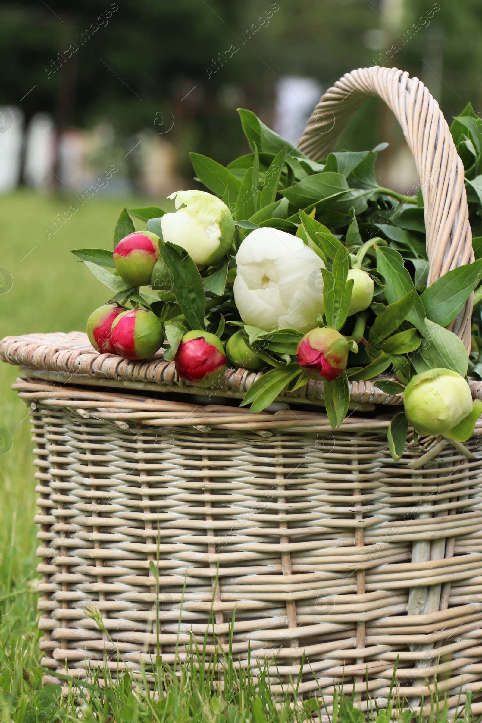 Photo of Many beautiful peony buds in basket on green grass outdoors, closeup