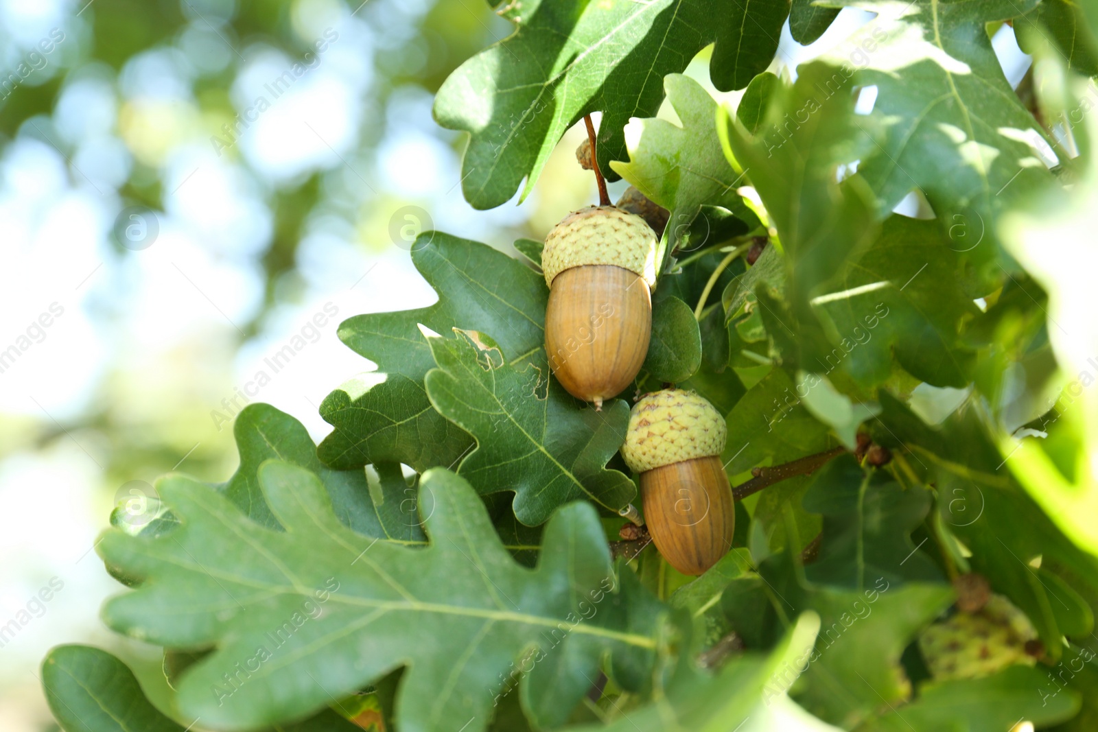 Photo of Closeup view of oak with green leaves and acorns outdoors