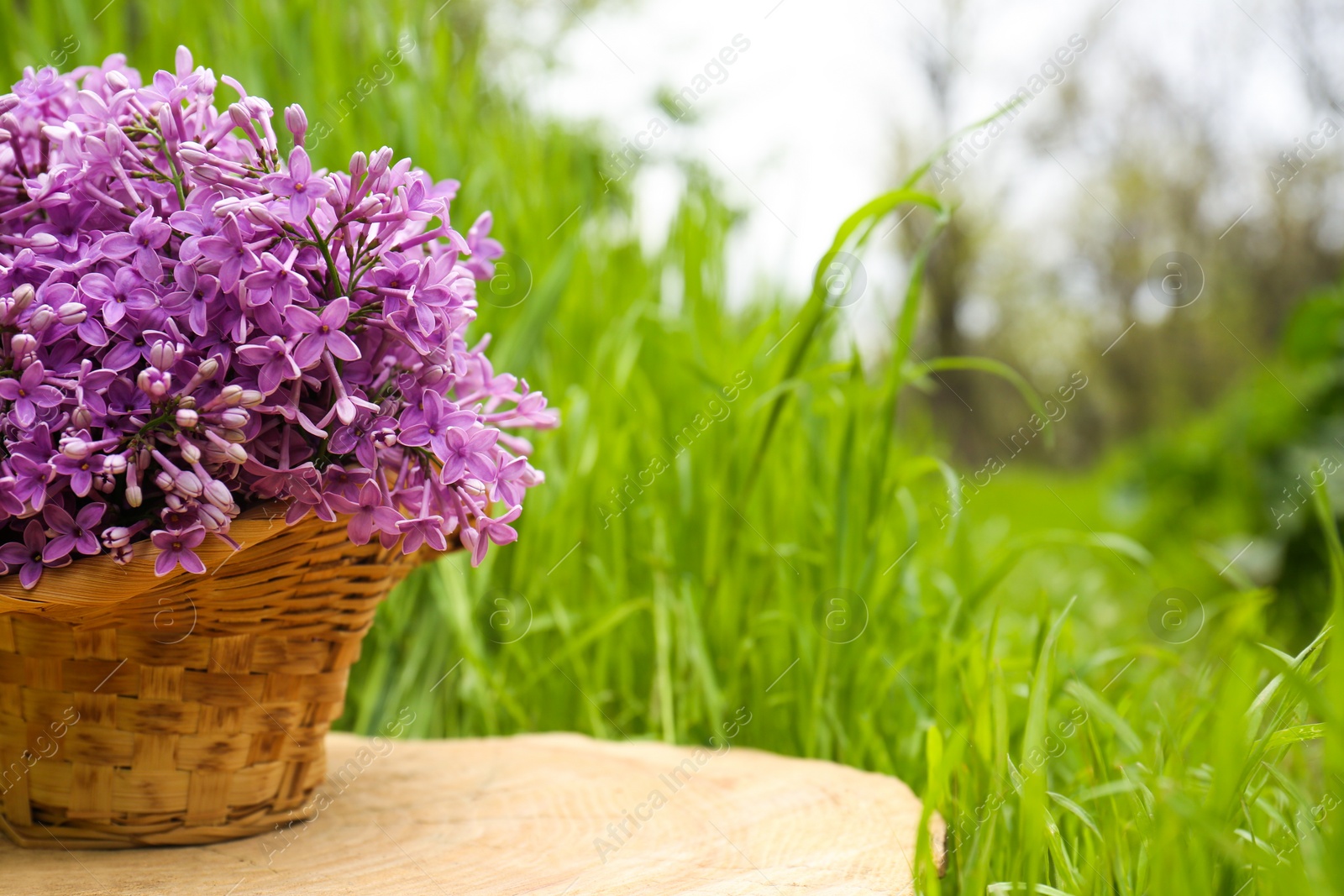 Photo of Beautiful lilac flowers in wicker basket on wooden stump outdoors, space for text