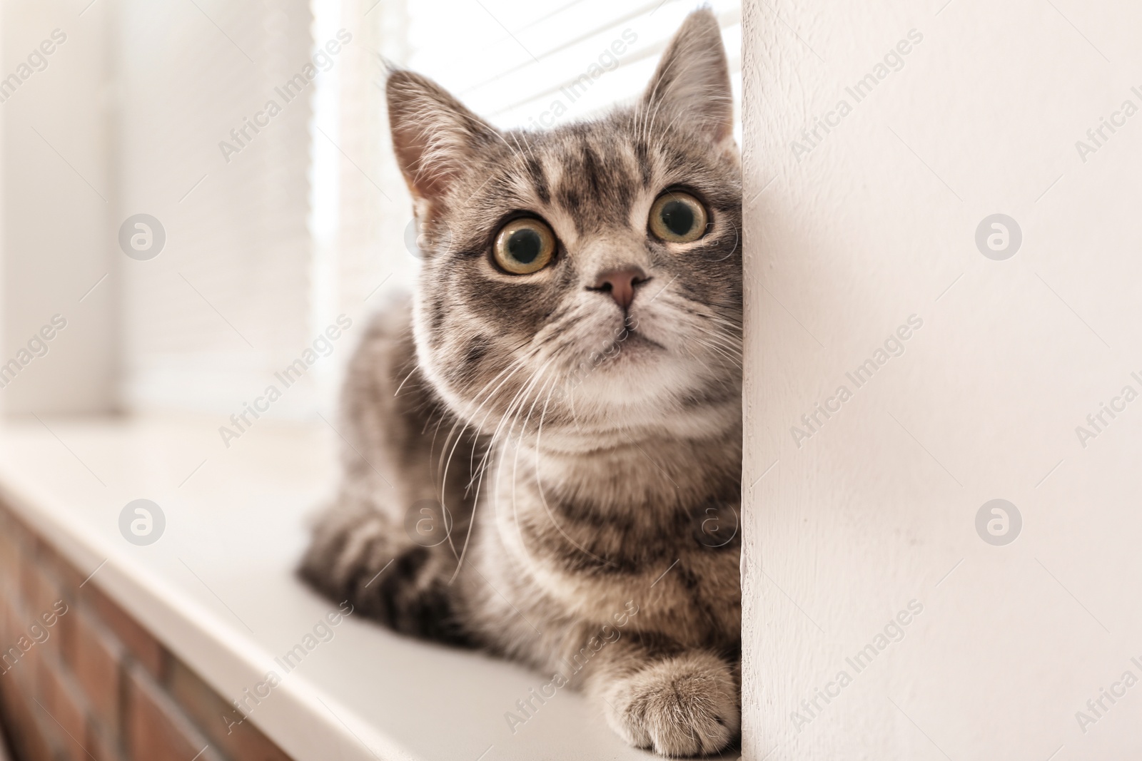 Photo of Cute tabby cat near window blinds on sill indoors