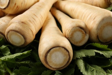 Photo of Many fresh ripe parsnips with leaves as background, closeup