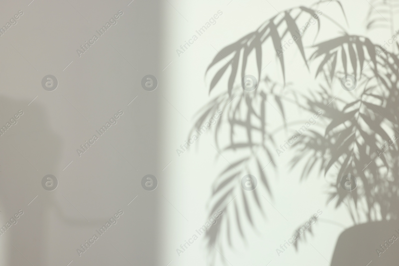 Photo of Shadows from plant on white wall indoors