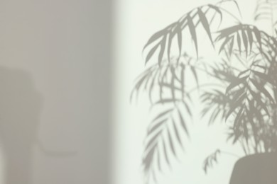 Photo of Shadows from plant on white wall indoors