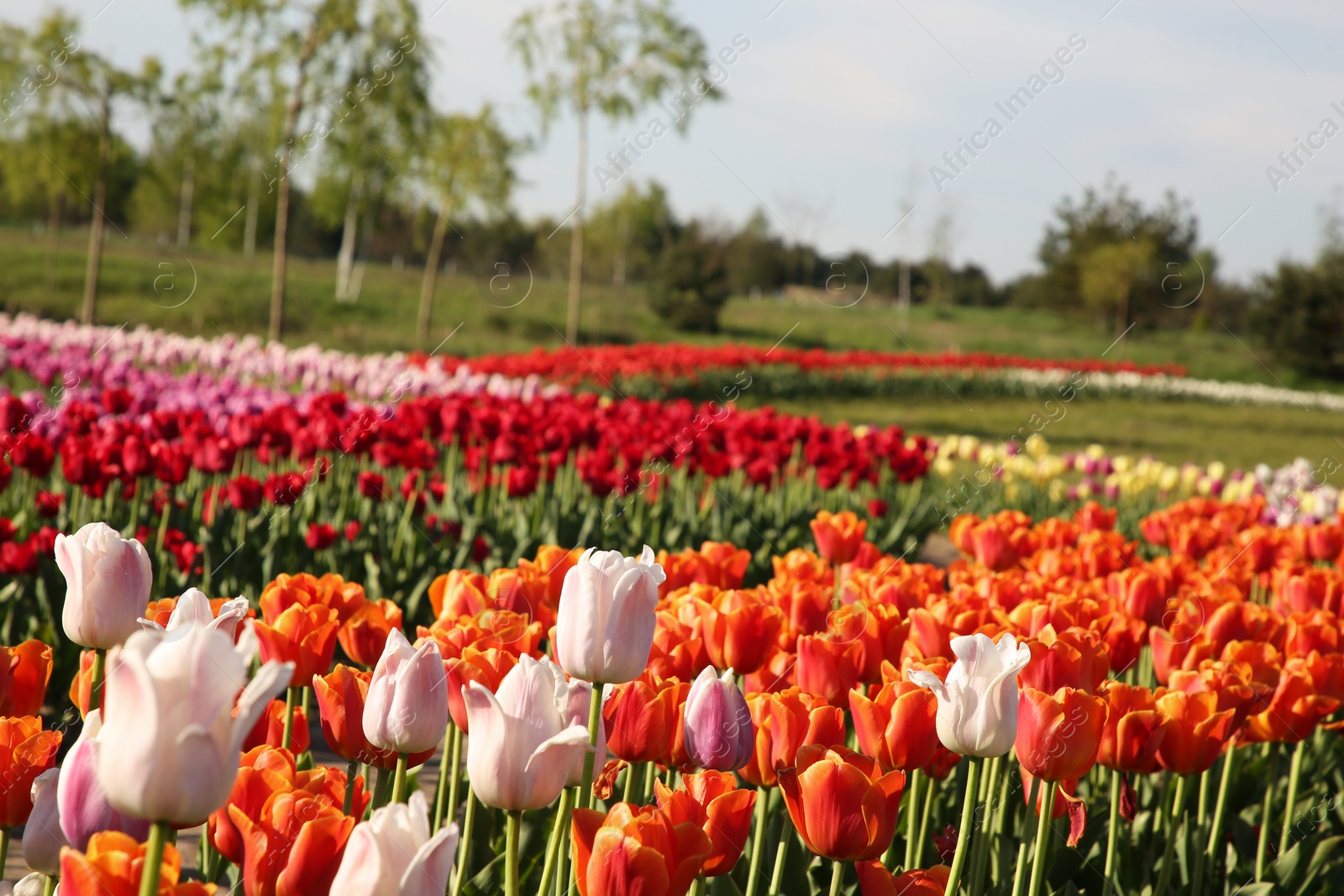 Photo of Beautiful colorful tulip flowers growing in field on sunny day