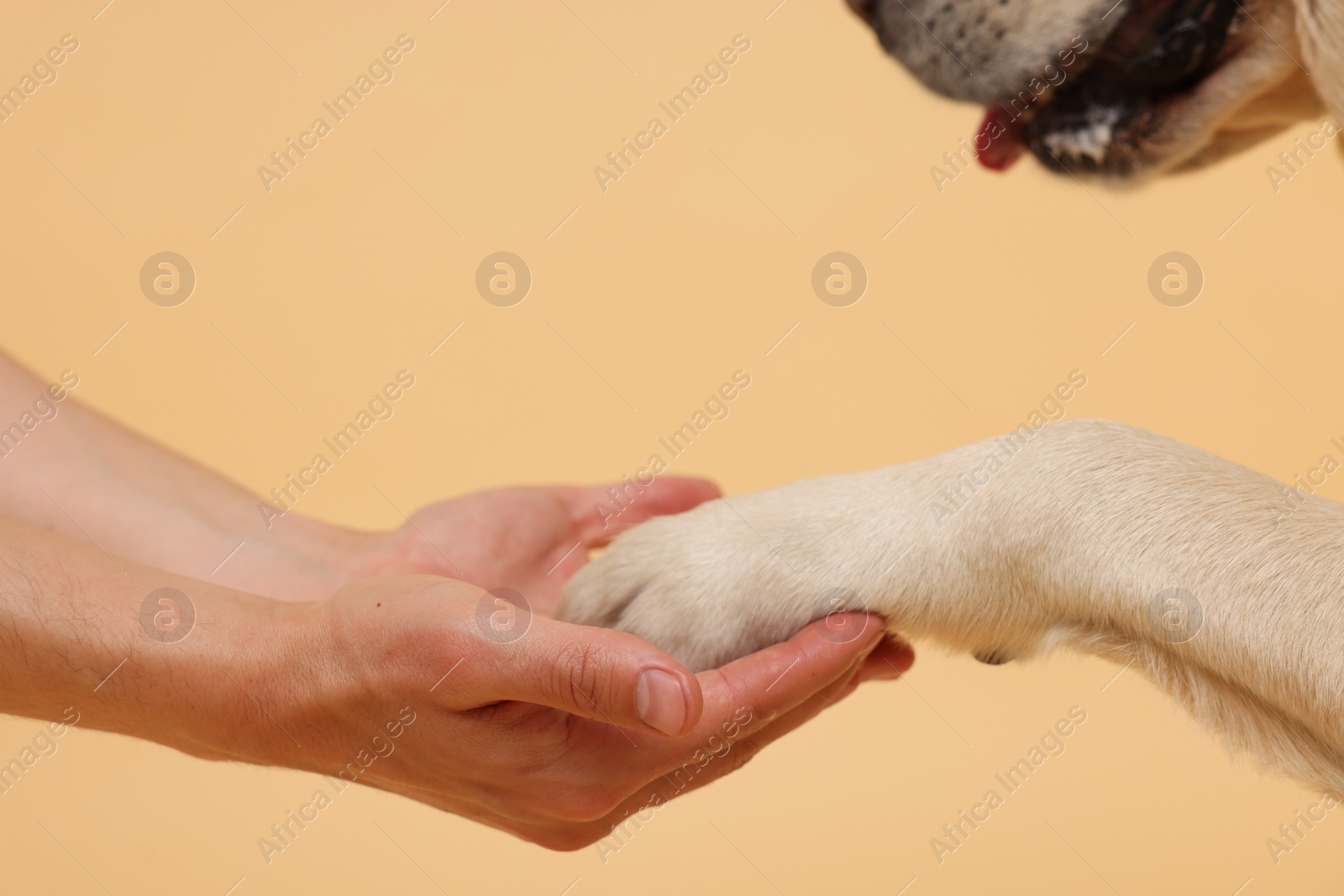 Photo of Dog giving paw to man on beige background, closeup