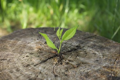 Young green seedling growing out of tree stump outdoors, closeup. New life concept