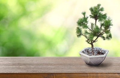 Image of Beautiful bonsai tree in pot on wooden table outdoors. Space for text