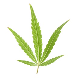 Photo of Green organic leaf of hemp on white background