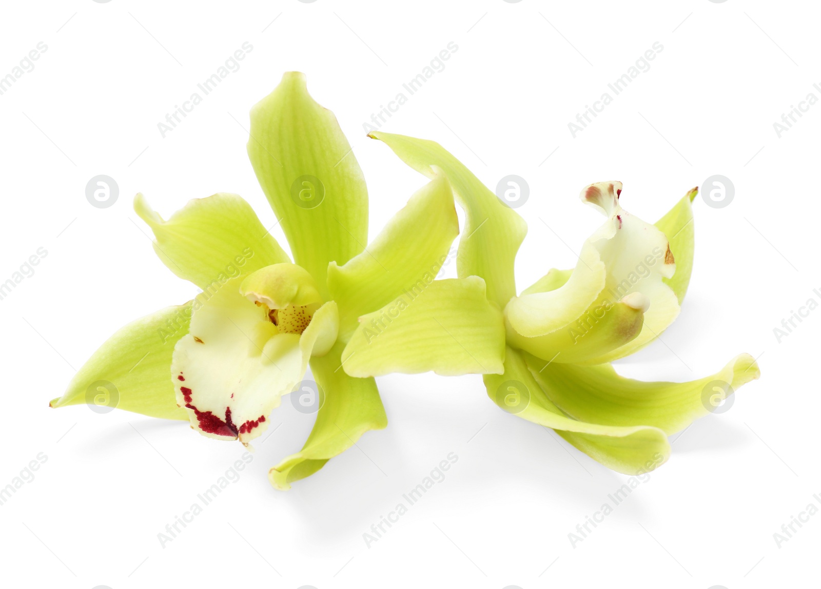 Photo of Beautiful tropical orchid flowers on white background