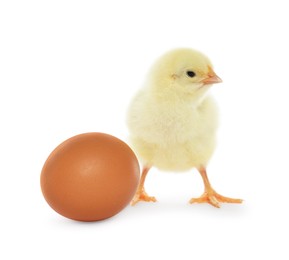 Photo of Cute chick and egg on white background. Baby animal