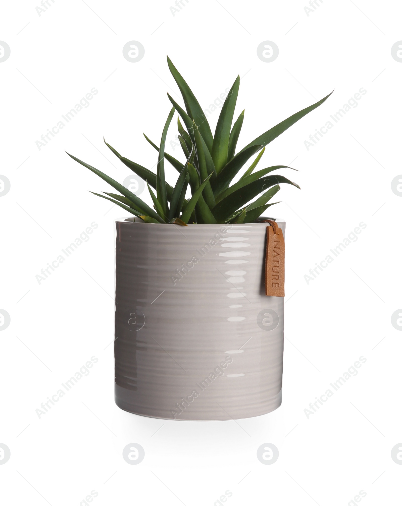 Photo of Beautiful succulent plant in pot isolated on white. Interior accessory