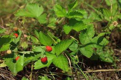 Photo of Small wild strawberries growing outdoors on sunny day