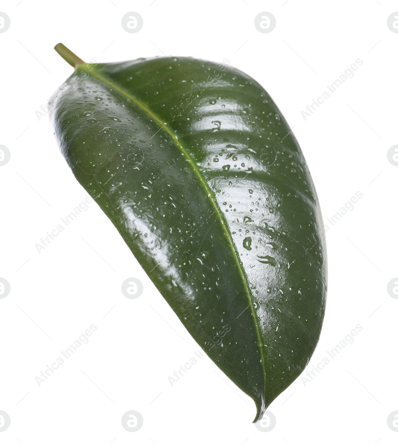 Photo of Fresh green leaf of Ficus elastica plant isolated on white