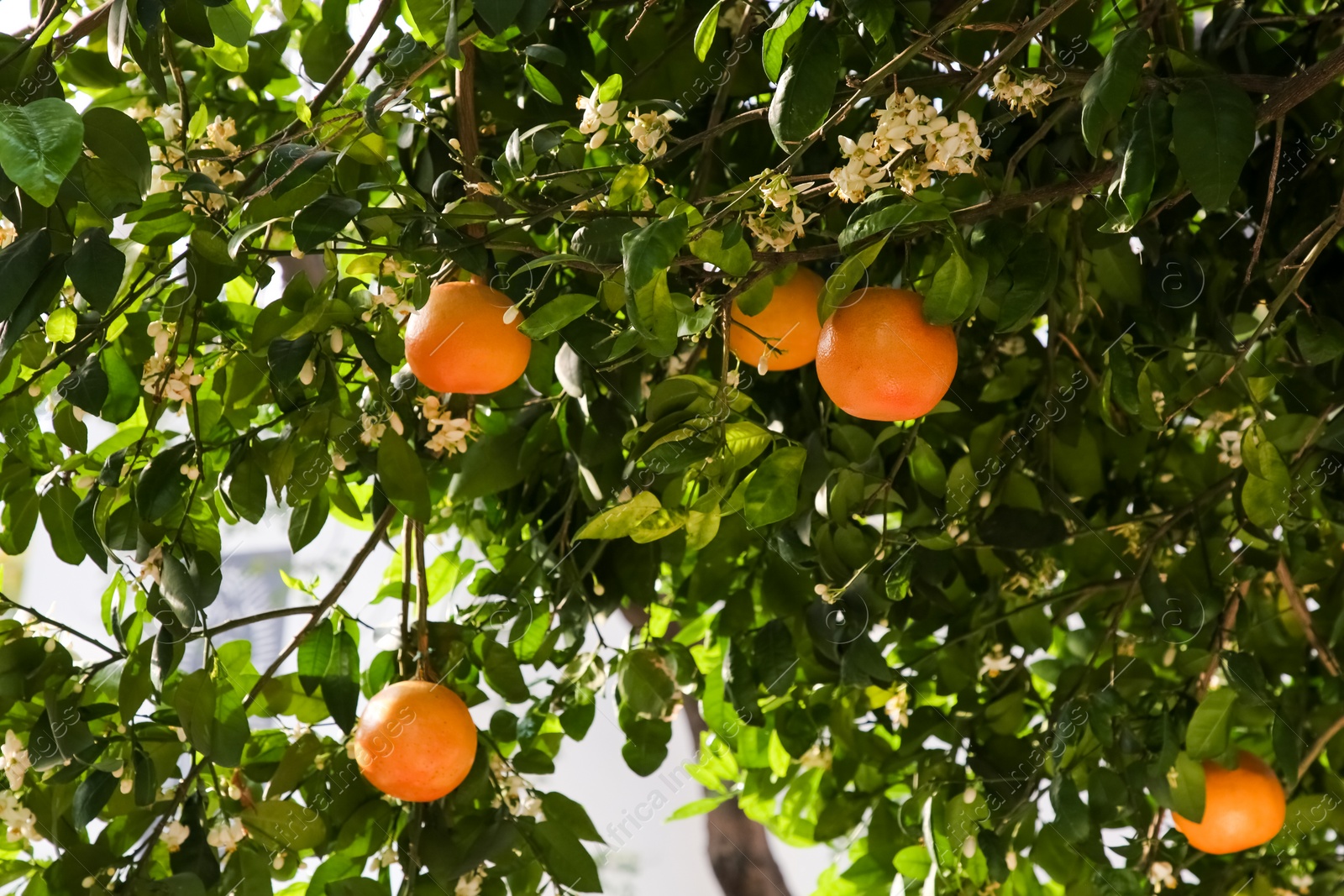 Photo of Fresh ripe grapefruits growing on tree outdoors