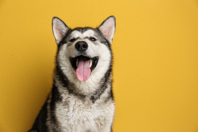 Photo of Cute Alaskan Malamute dog on color background