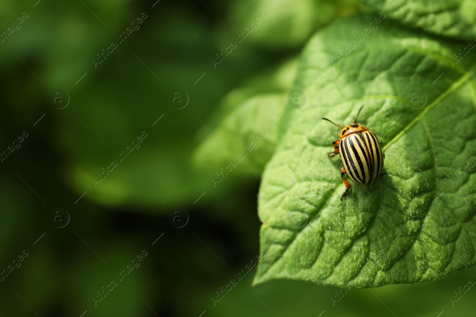 Photo of Colorado potato beetle on green plant outdoors, closeup. Space for text