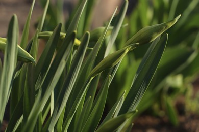 Photo of Daffodil plants growing in garden, closeup. Spring flowers