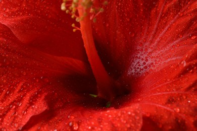 Photo of Beautiful red hibiscus flower with water drops as background, macro view
