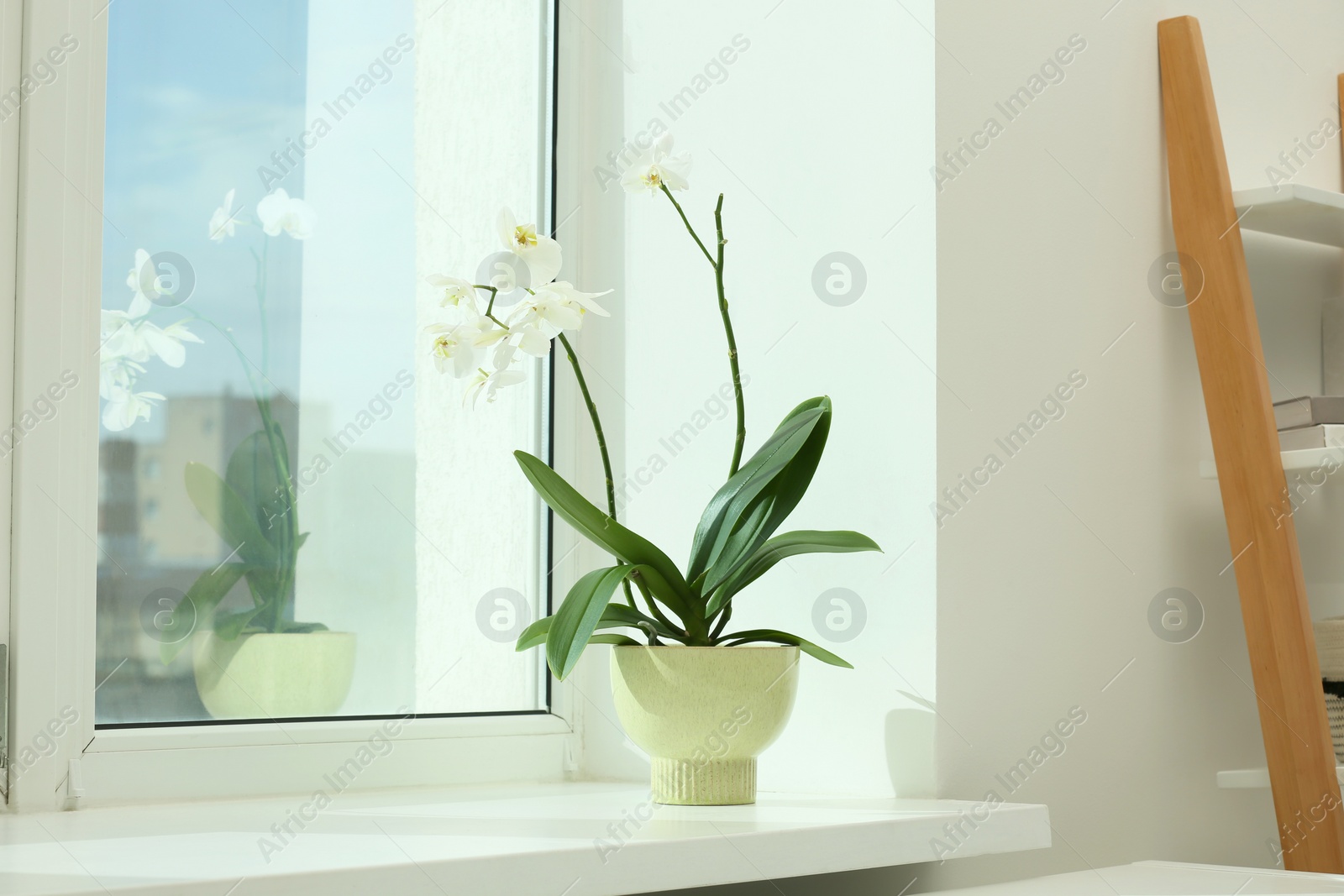 Photo of Blooming white orchid flower in pot on windowsill