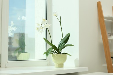 Blooming white orchid flower in pot on windowsill