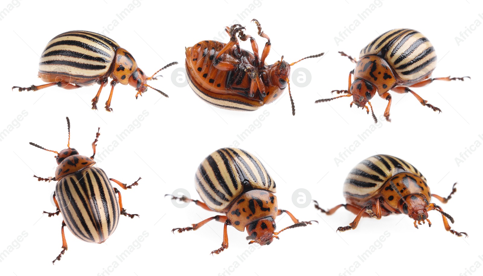 Image of Colorado potato beetles on white background, collage 