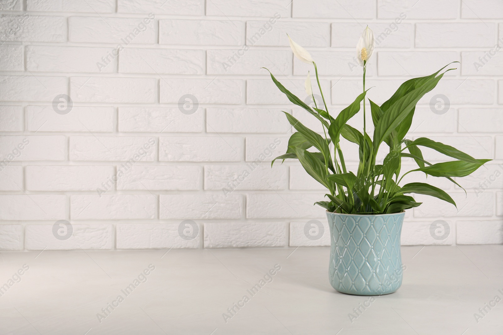 Photo of Beautiful spathiphyllum on light grey table against white brick wall, space for text. House decor